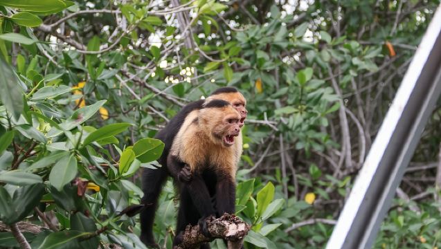 Mangrove Kayak Tour | Quepos & Manuel Antonio