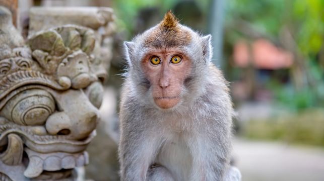 峇里島網紅懸崖公路+情人崖+金巴蘭日落/Kecak火舞一日遊