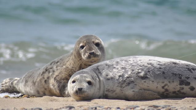 List/Sylt: Geführte Robbenbeobachtungsfahrt mit einem rustikalen Boot