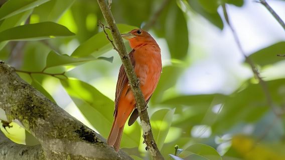 Экскурсия по наблюдению за птицами в Rainforest Adventures Braulio Carrillo