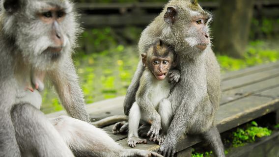 Bali: Underwater Sea Walk, Uluwatu Temple, and Kecak Dance