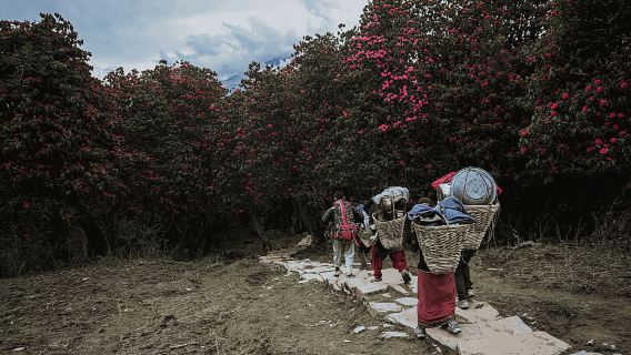 Pendakian Sehari dari Dhampus ke Perkemahan Australia dengan Makan Siang