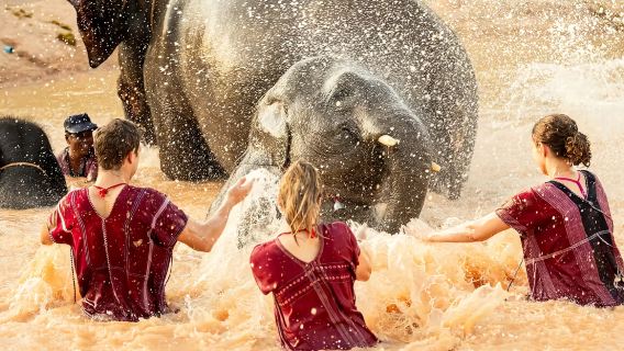 Excursión de medio día al Campamento de Protección de Elefantes Maewang Kokchai en Phuket, Tailandia