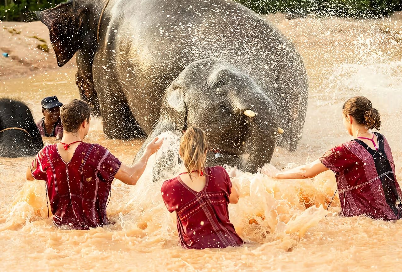 Excursión de medio día al Campamento de Protección de Elefantes Maewang Kokchai en Phuket, Tailandia