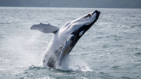 Húsavík Whale Watching Tour, family owned and operated 