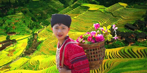 【8人小團/獨立包團】桂林龍脊梯田-金坑梯田+黃洛紅瑤寨一日遊