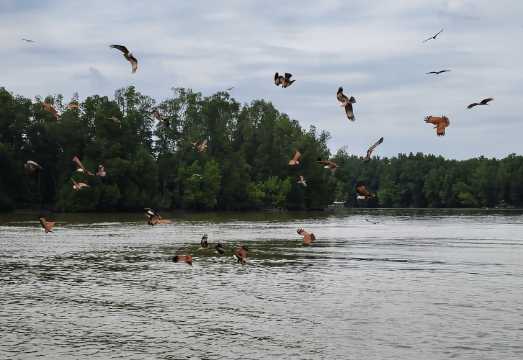 Penang to Taiping Kuala Sepetang Eco Fishing Village Day Tour