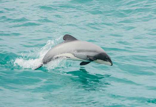Akaroa Dolphins ~ Harbour Nature Cruise