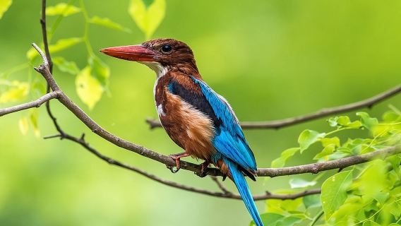 Muthurajawela Bird Watching Tour From Colombo & Negombo