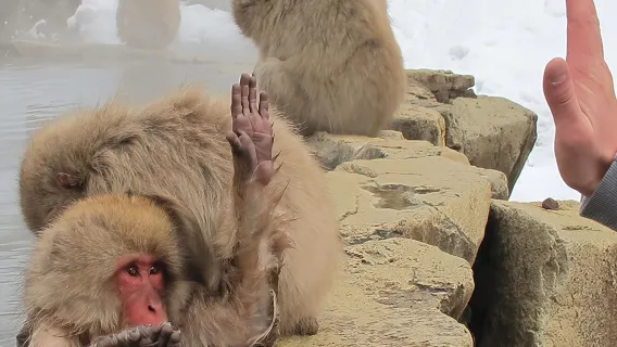 Snow Monkey & Shibu Onsen Afternoon Tour (Depart: Iiyama & Nozwa)