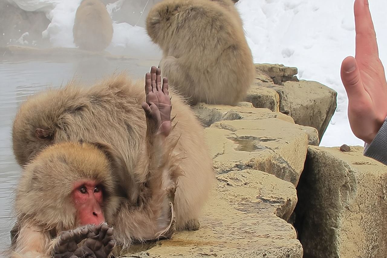 雪猴與湯田中澀溫泉鄉午後之旅（出發地：飯山與野澤）