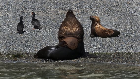 Escursione a Punta Loma e Puerto Madryn per incrociatori