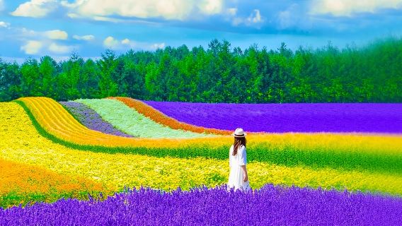 Hokkaido Furano Shikisai&Green Pond&Waterfall&Tomita Farm|Optional 9-person small group with transfers