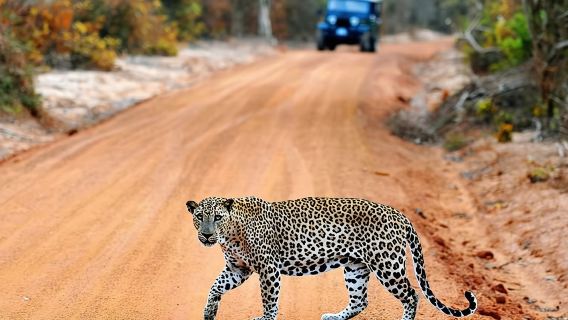 Wilpattu National Park Safari Jeep in Sri Lanka