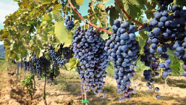 Small-Group Wine Tasting Experience in the Tuscan Countryside