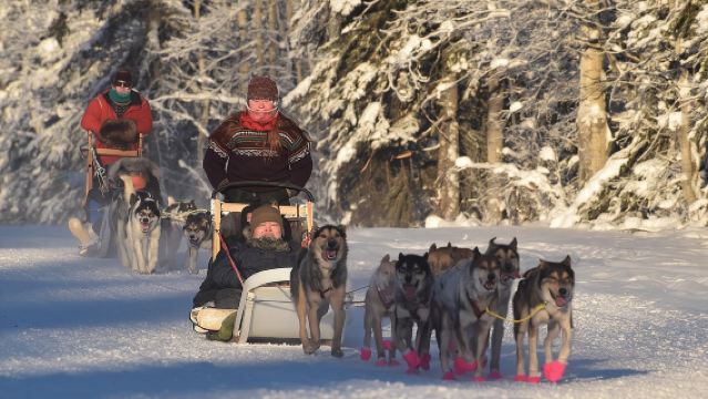 Experiencia de trineos tirados por perros y mushing en el Polo Norte
