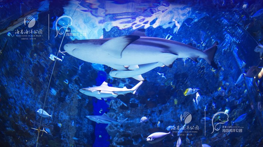 天津極地海洋公園一日遊【獨立包團、包車團、含入場門票、上門接送】