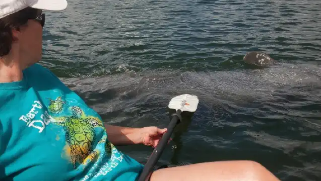 Sarasota Guided Mangrove Tunnel Kayak Tour