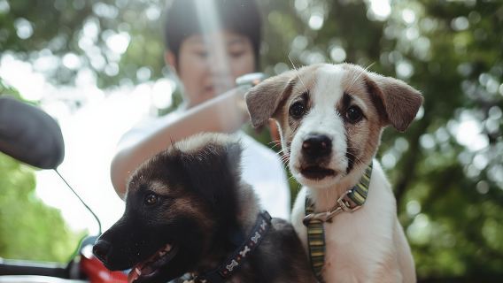 Rescue P.A.W.S. Day Visit