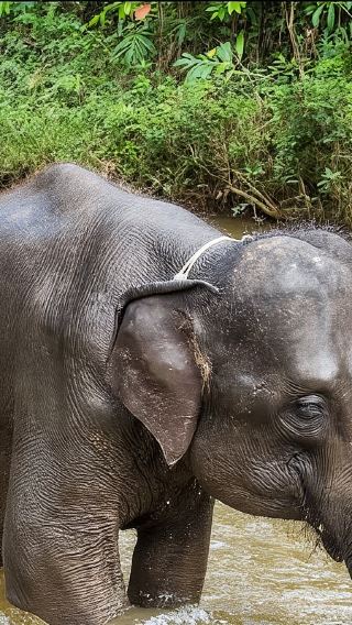 Elephant Sanctuary & Bentong Petting Zoo Combo Tour - Private Option