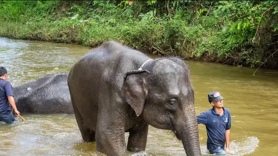 大象保育院行程 (含鹿園造訪) – 共享或私人選項