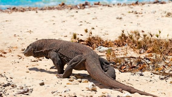 Komodo Tour 2D1N Open Trip (Sharing)