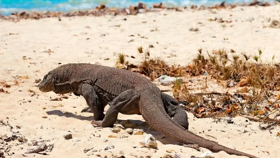 Komodo Tour 2 Tage 1 Nacht (Gruppenreise)