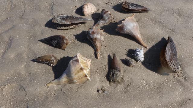 Tour en barco de 2 horas para recoger conchas en las 10.000 Islas