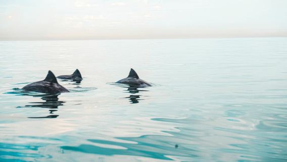 Cape Town: Tour chèo thuyền kayak khám phá sinh vật biển từ bến cảng V&A