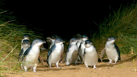 Melbourne: Französische und Phillip Island Wildlife Expedition