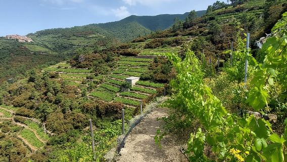 Cinque Terre from Riomaggiore to Manarola and vineyards