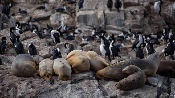 Ushuaia: navigazione in catamarano verso l'isola dei pinguini