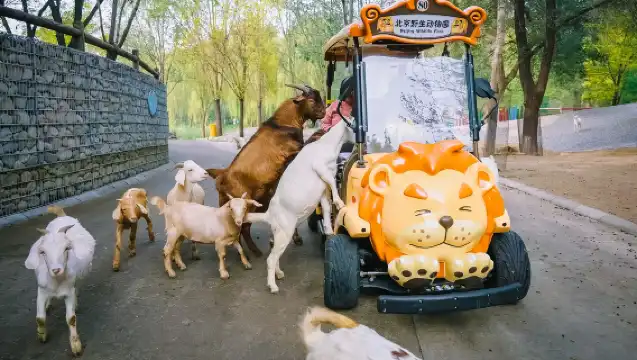 北京大興野生動物園一日遊【VIP出遊/一家一團/含票】