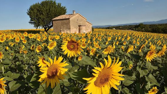 南法秘境梵高│法國阿維尼翁+聖雷米+萊博古堡+阿爾勒+加爾橋