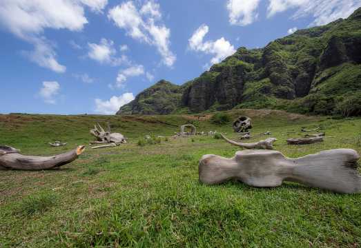 Hawaii, USA: Hollywood Movie Scenes Tour at Kualoa Ranch