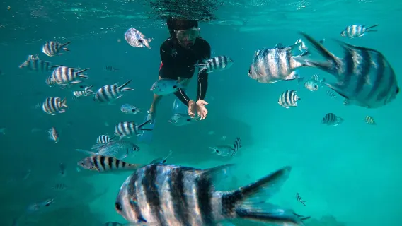 Blue Bay: Half-Day Snorkeling Trip with Creole Picnic Lunch