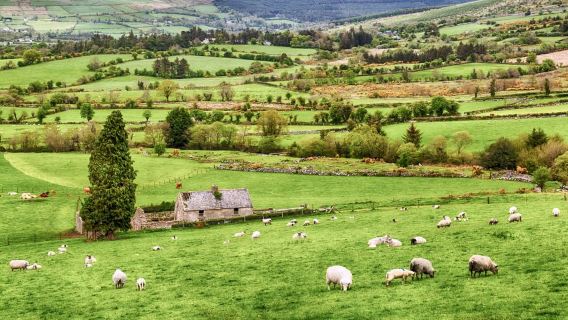 Wicklow Mountains, Glendalough, and Kilkenny 1-day tour from Dublin, Ireland