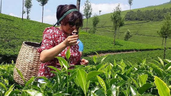 Munnar Tea Trail Tour with Factory Experience ( By Munnar Info)