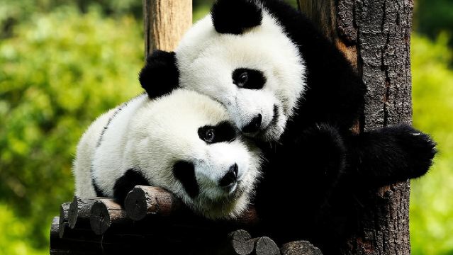 Private Chengdu Panda Base & Leshan Giant Buddha Day Tour from Chongqing by Train