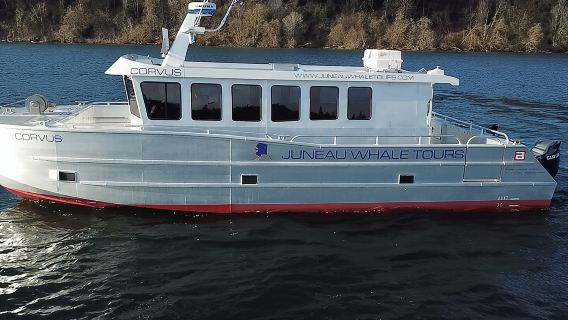 3.5 Hour Crowd-Skipping Whale Tour in Juneau, Alaska