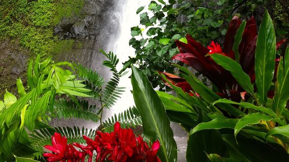 Excursión guiada de medio día a la cascada Afareaitu
