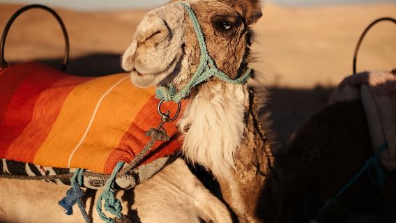 Experience the desert nomads in Marrakech!