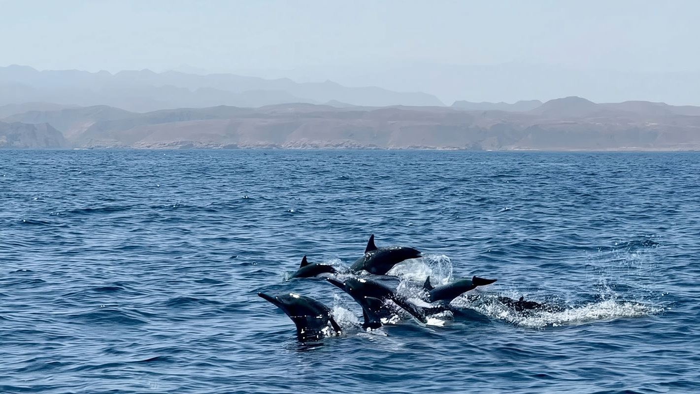 Dubai Departure + Khasab Dolphin Watching Day Tour|Same-day round-trip