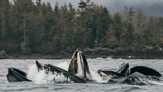 2-Hour Marine Wildlife Tour in Sitka