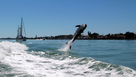 St. Pete Beach Dolphin Racer Adventure