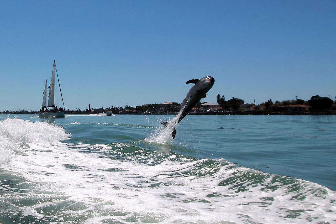 St. Pete Beach Dolphin Racer Adventure