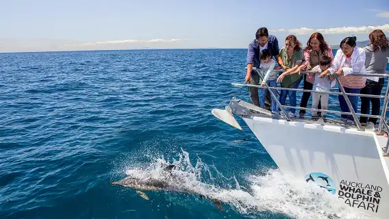 ทัวร์ล่องเรือชมปลาวาฬและโลมา 4.5 ชั่วโมงที่อ่าวเฮารากี โอ๊คแลนด์ ประเทศนิวซีแลนด์ Auckland Whale and Dolphin Safari