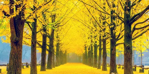 南怡島及周邊地區全日自訂獨立包團