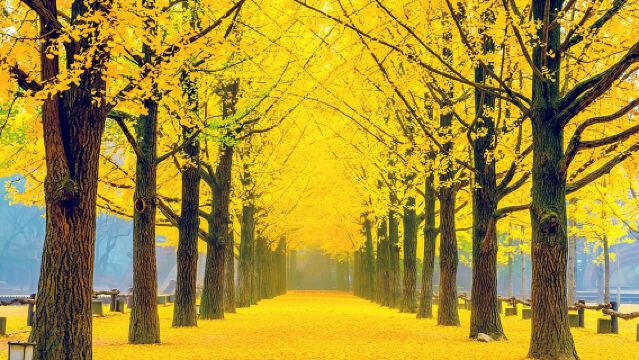 เหมาทัวร์แบบกำหนดเองได้ทั้งวันไปเกาะนามิและพื้นที่โดยรอบ