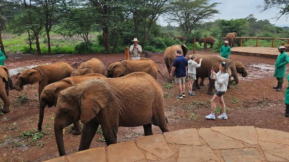 Elephant Orphanage,Giraffe Center&Karen Blixxen Day TripTour